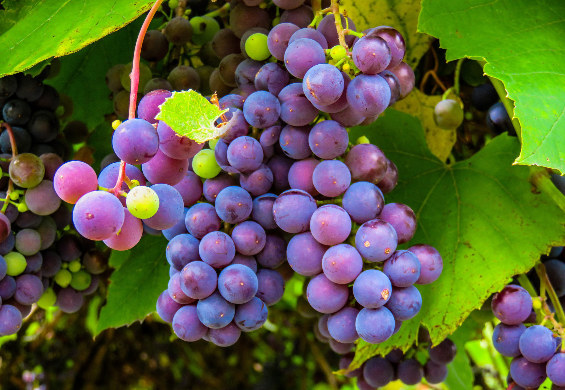 image_10415e-Grapes.jpg